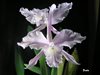 laelia lobata concolor 